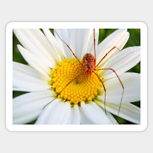 Spider and Daisy Sticker